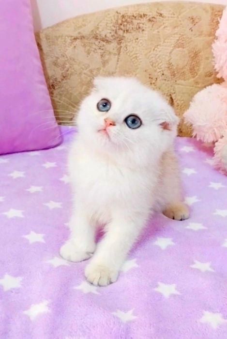 Надзвичайно ніжний і лагідний хлопчик Срібний шиншила