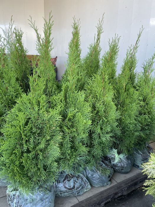 Продам тую Смарагд  1-1,70 м