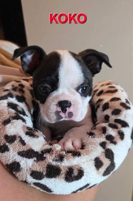 Boston terrier z rodowodem