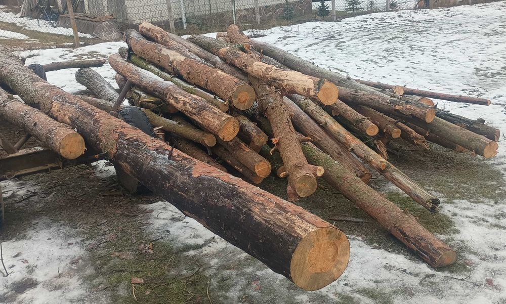 Drewno sosnowe na opał