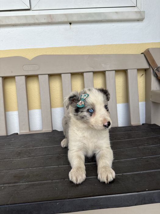Border Collie Femea Merle linda com olhos azuis