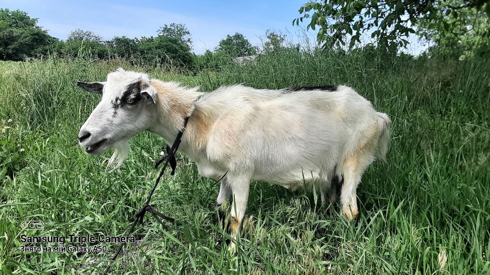 Продам дійну козу