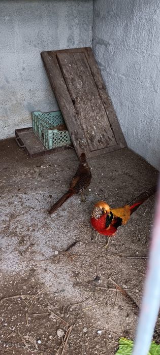 Vendo faisão  dourado  jovem (puro)