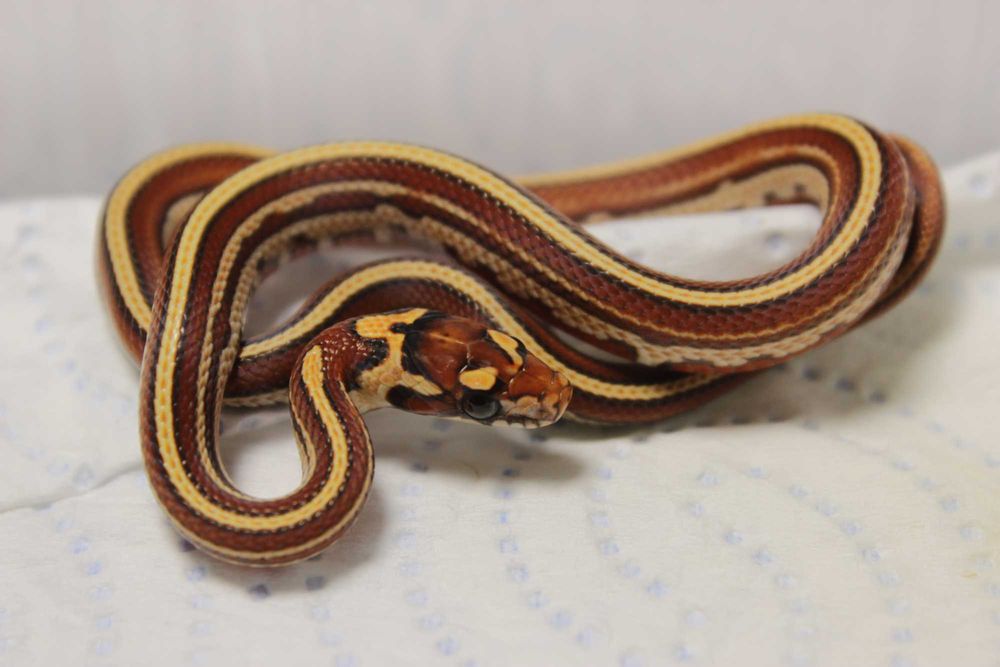 Wąż zbożowy lampropeltis hybryda samica
