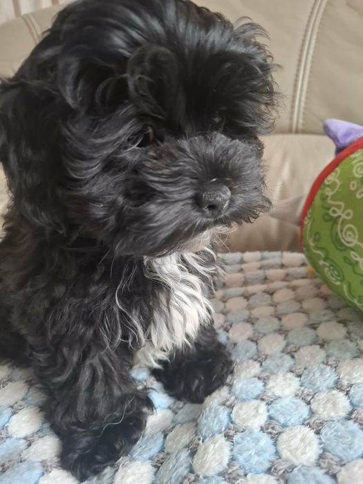 SHIHPOO Pudel Shih Tzu przepiękna suczka  !