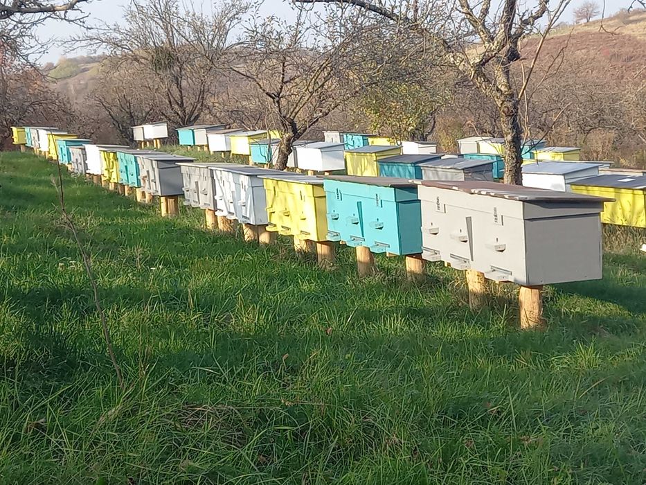 Продам бджоло сімї. Та бджоло пакети.