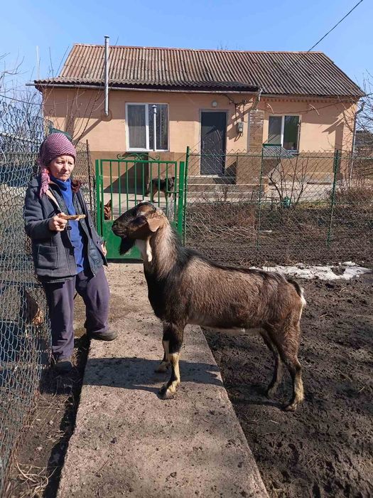 Продається кізочка