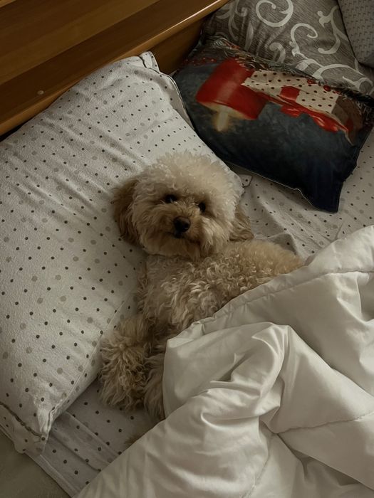 В’язка той-пудель