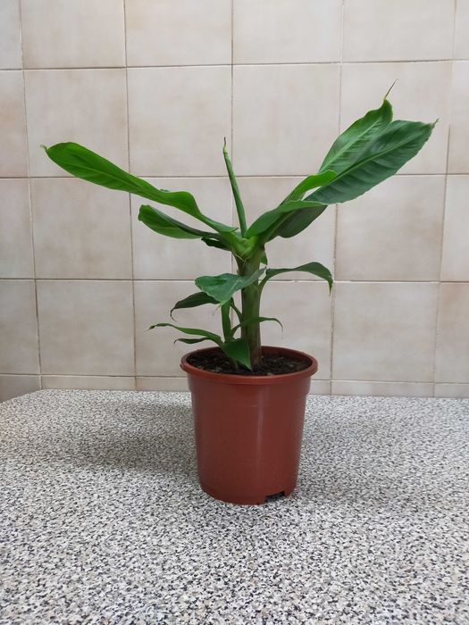 Bananeira anã dá bananinhas comestíveis, (ler descrição do anúncio)