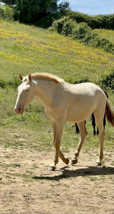 Young Lusitano Horses