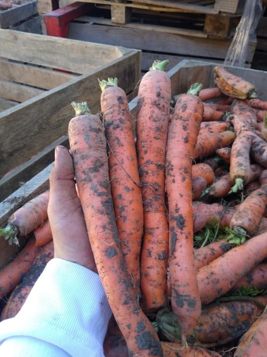 Marchew, (marchewka )jadalna