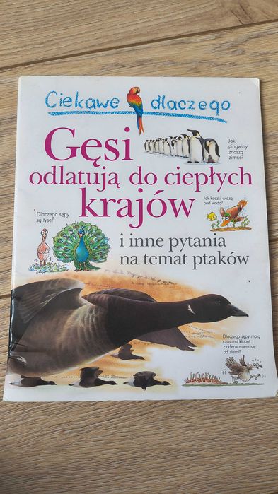 Ciekawe dlaczego Gęsi odlatują do ciepłych krajów