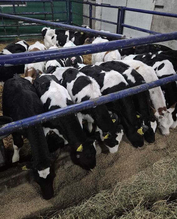 cielęta cielak byczki jałówki HF 120-130 kg