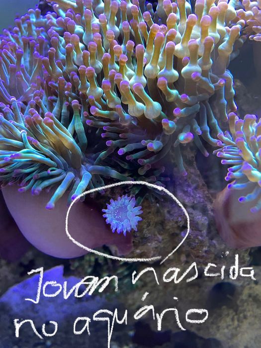 Anémonas Bubble, para aquário água salgada, simbiose com peixe palhaço