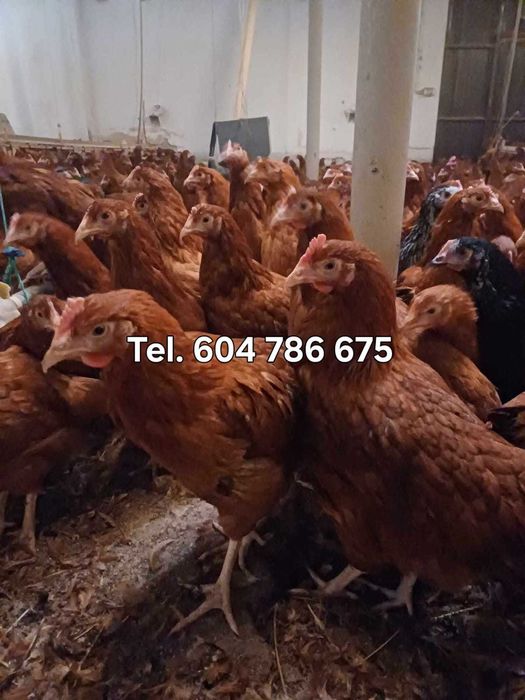 Kurczęta, Kury nioski, kurczęta od 12 do 20 tyg