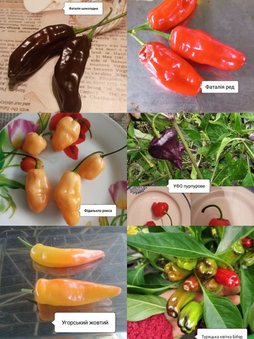 Насіння гострого перцю. Частина 2