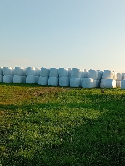 Bele -sianokiszonki - trawa +lucerna