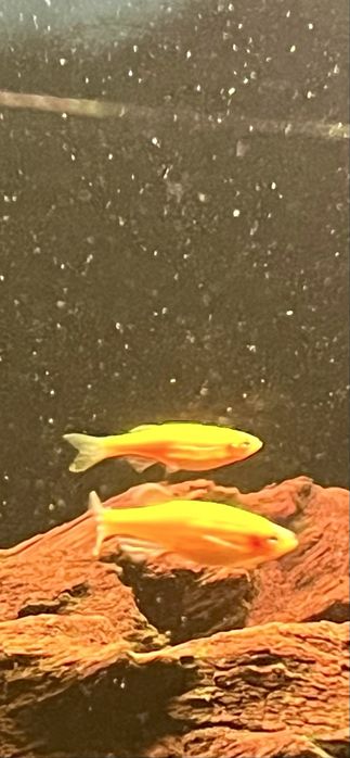 Ryby danio pregowane