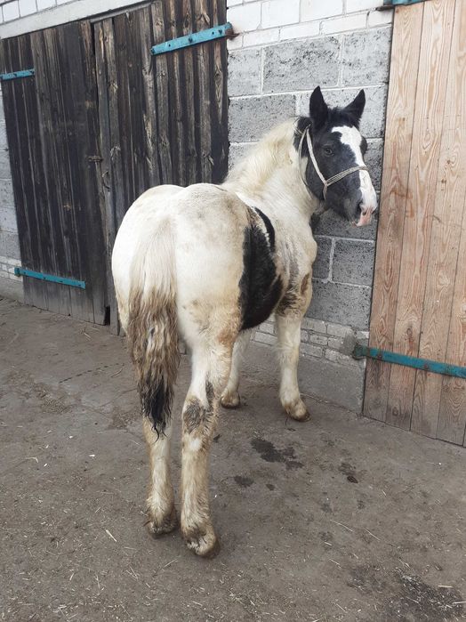 Sprzedam ogierka laciatego