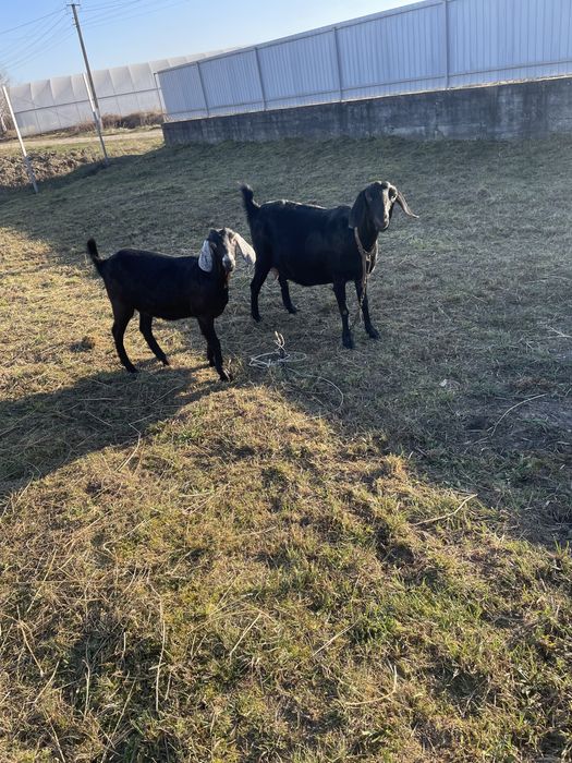 Англо-нубійська коза