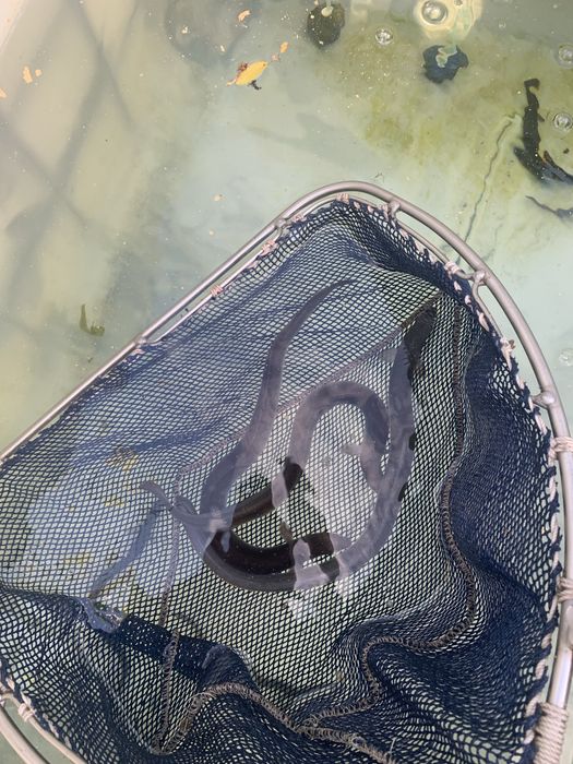 Jesiotr jesiotry narybek do stawu oczka kroczek ryby