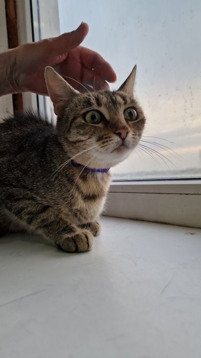 Шукає дім молода, стерильна, оброблена від паразитів