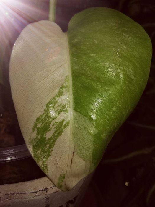 Monstera Alba Variegata NOWA biała roślina jedwab Philodendron 3liście