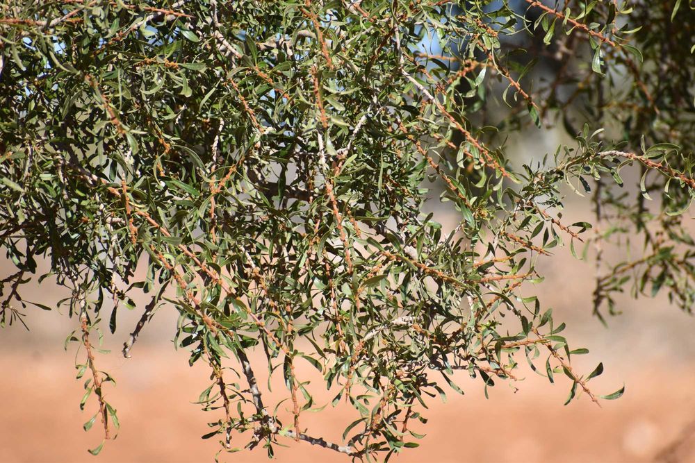 argania spinosa argania żelazna, argan, owoce siewne, świeże z Maroko