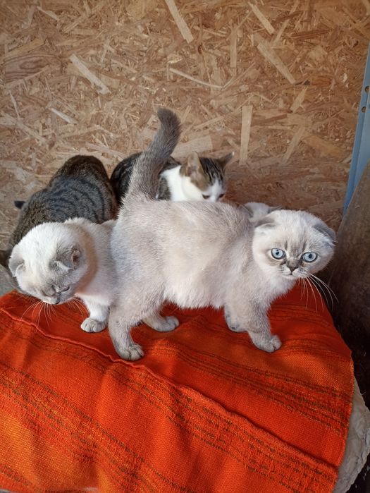 Пропоную кошенят скоттіш страйт