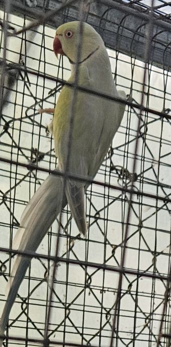 Ringnek machos para acabar de criar a mão