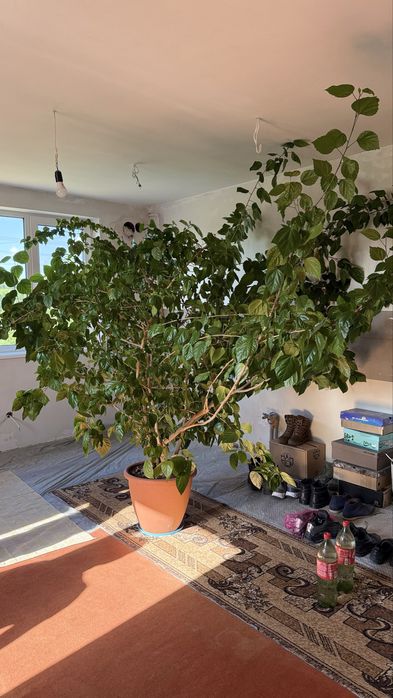 Вазон китайська роза