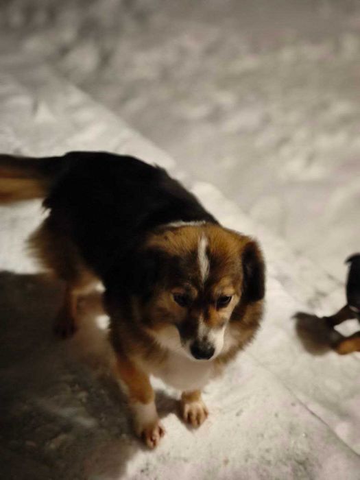 Собачат в добрі руки