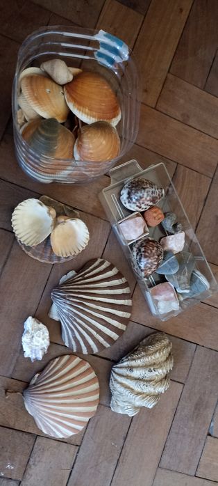 conchas e pedras
