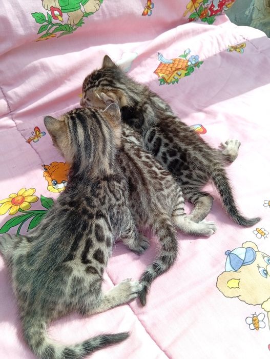 Бенгальские котята шоу класса