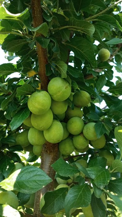 Черенки плодових дерев