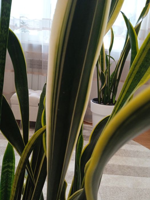 Сансеєверія -невибаглива красуня