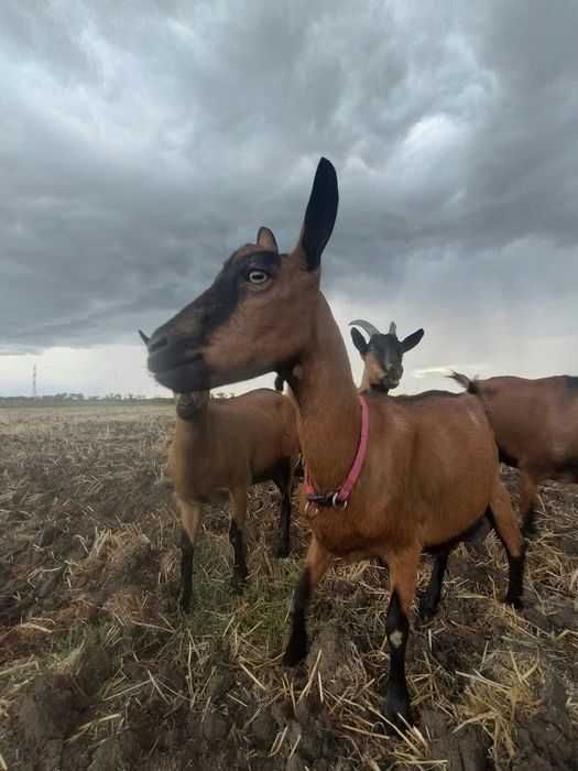 продам коз альпийских