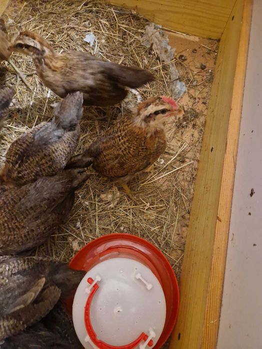 Kogut zielononóżki