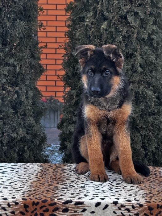 Німецька вівчарка хлопчик