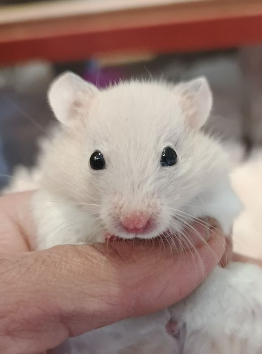 Chomik syryjski Sosnowiec