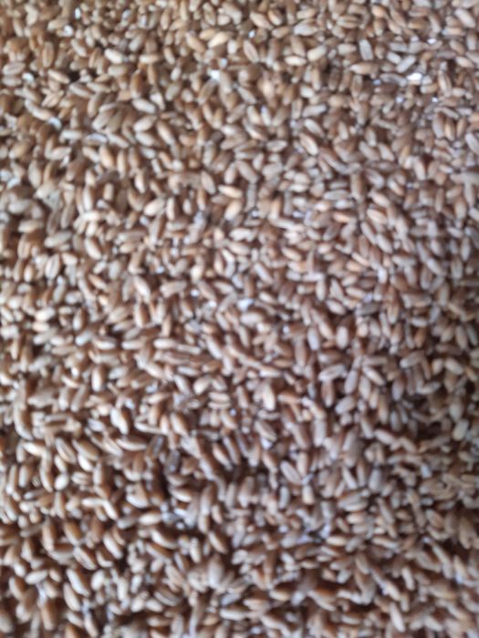 Pszenżyto odmiana Tadeus,Belkanto