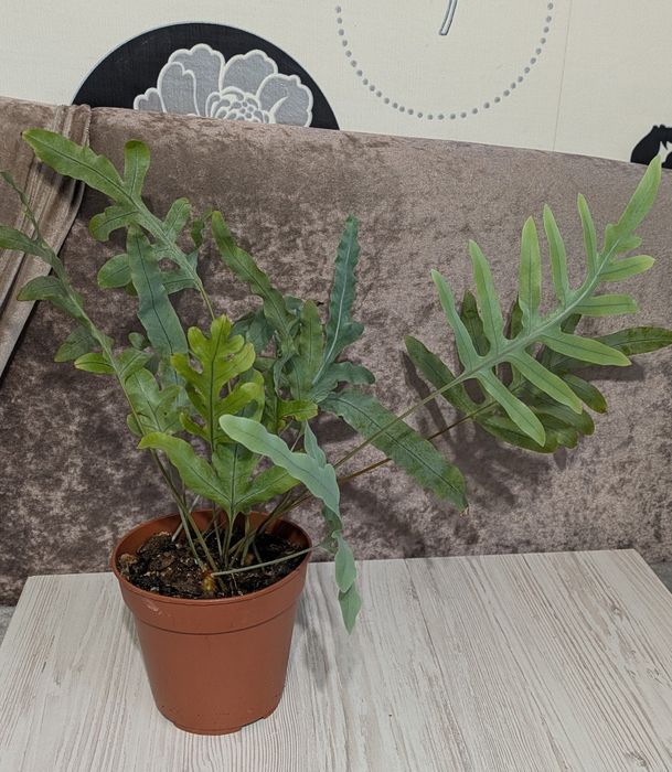 Флебодіум Блю Стар.