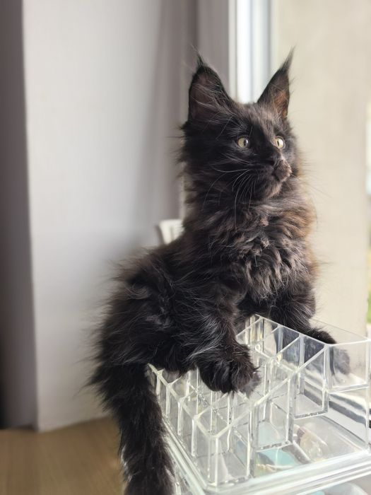 Boski Czarny kocur linia poły Maine Coon
