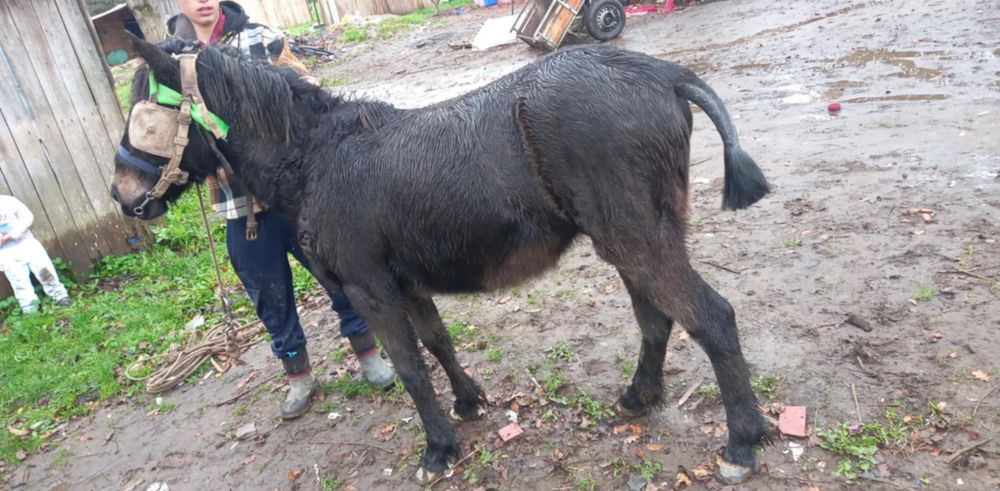 vendo ou troco poldra preta com 8 nesses