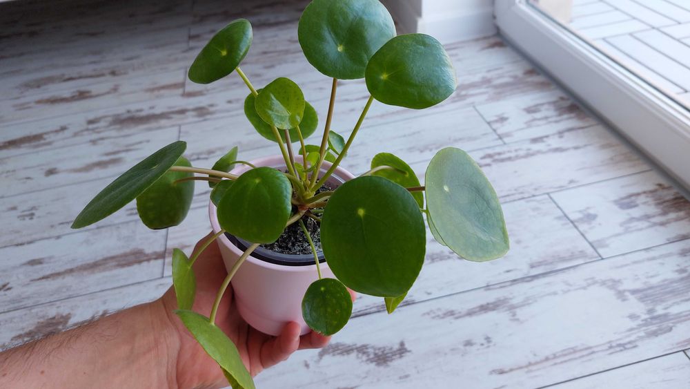 Pieniążek (Pilea peperomiowaty/ Pilea peperomioides) PROMOCJA!