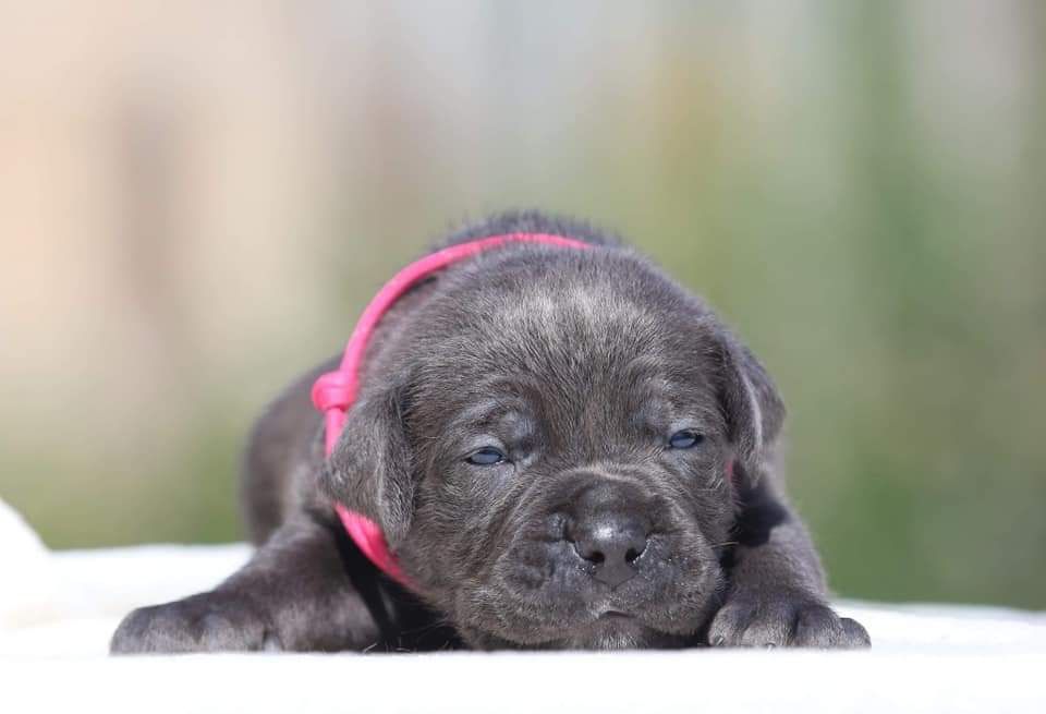 Щенки Кане корсо!