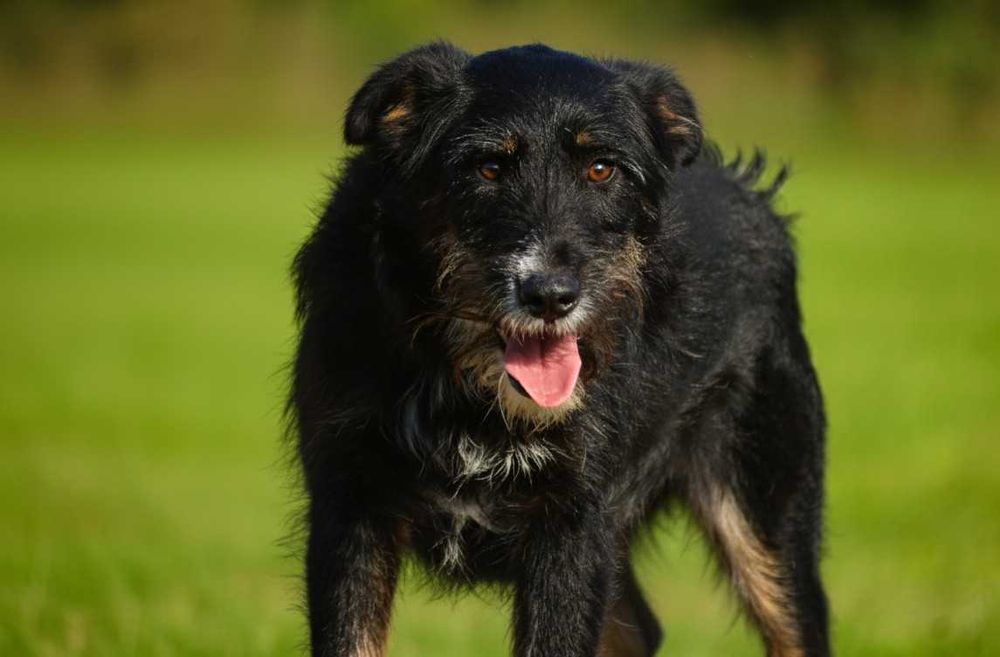 AMO - piękny, szorstkowłosy pies