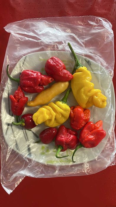 Piri Piri Carolina Reaper/Bhut Jolokia Pepper