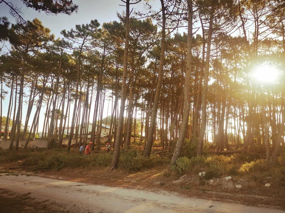 Extração de Madeira e Desmatação