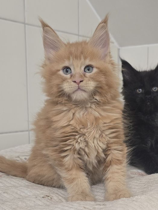 Zjawiskowy rudy kocurek Maine Coon